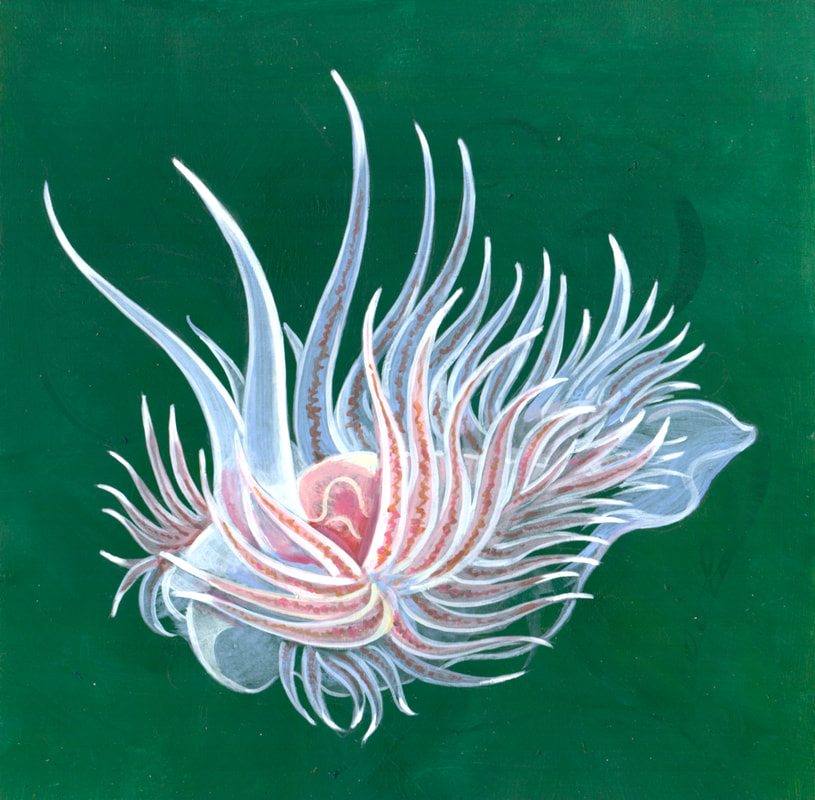 Cumanotus Nudibranch - A painting by underwater artist, Stephen Holman 2023. 