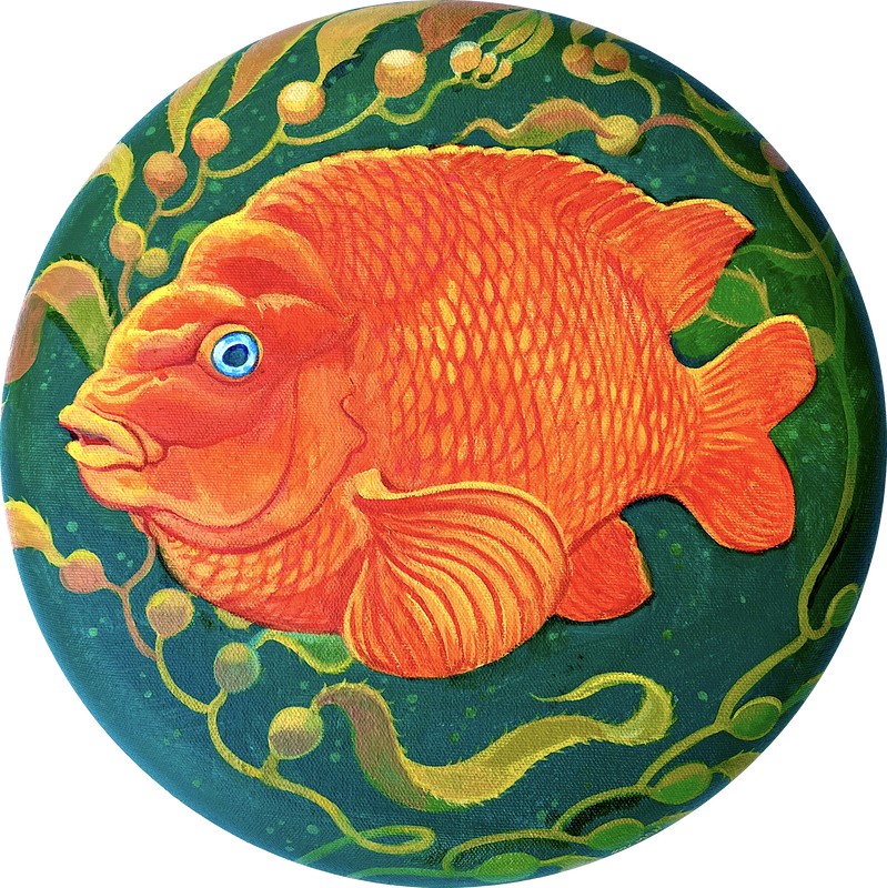 Garibaldi fish by underwater artist Stephen Holman