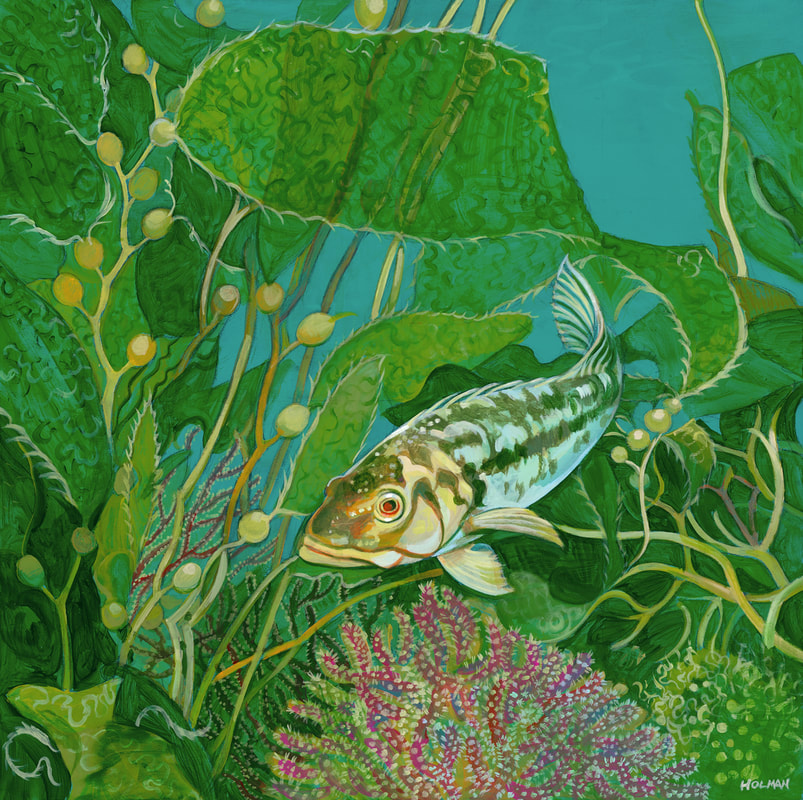 Kelp Bass - A painting by underwater artist, Stephen Holman 2023. 