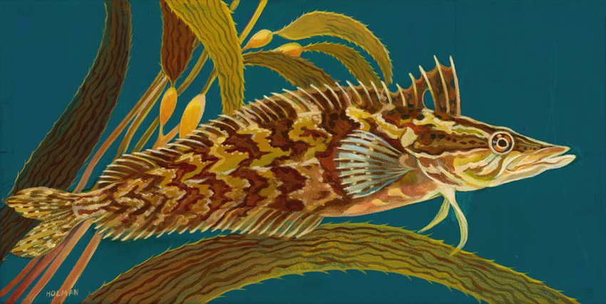 Giant Kelpfish - A painting by underwater artist, Stephen Holman 2023. 