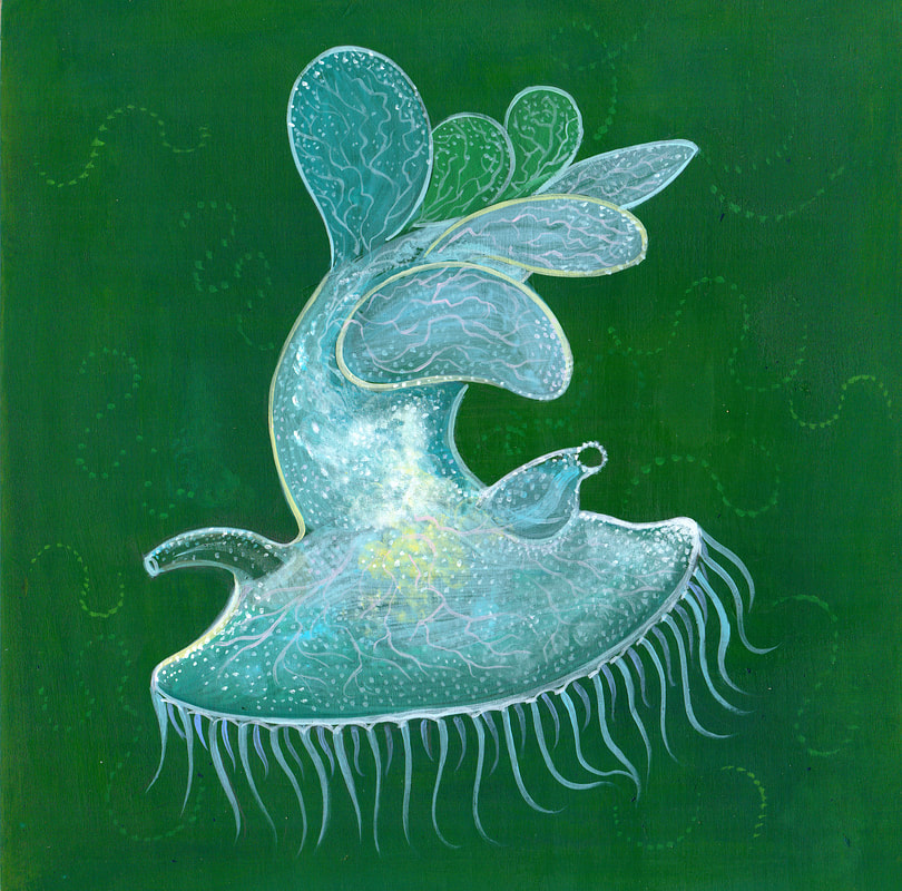 Melba Nudibranch - A painting by underwater artist, Stephen Holman 2023. 